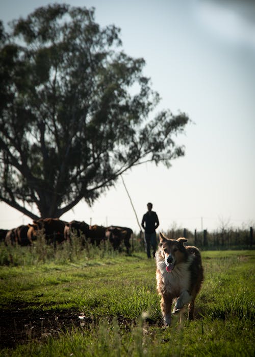 Dog running  in the field