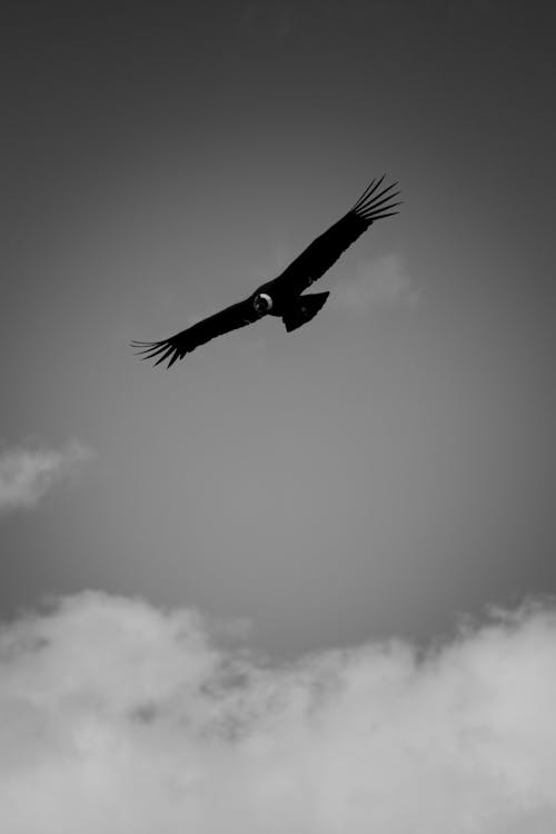 Grayscale Photograph  of an Andean Condor Flying