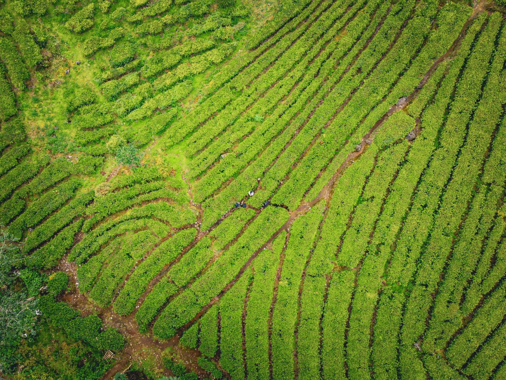 Pemandangan jalan raya menuju kawasan wisata Ciwidey yang dikelilingi kebun teh hijau Pemandangan jalan raya menuju kawasan wisata Ciwidey yang dikelilingi kebun teh hijau