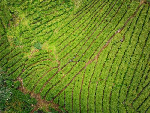 Free Aerial view of vibrant green tea plantations in Ciwidey, West Java, showcasing lush growth and scenic landscapes. Stock Photo