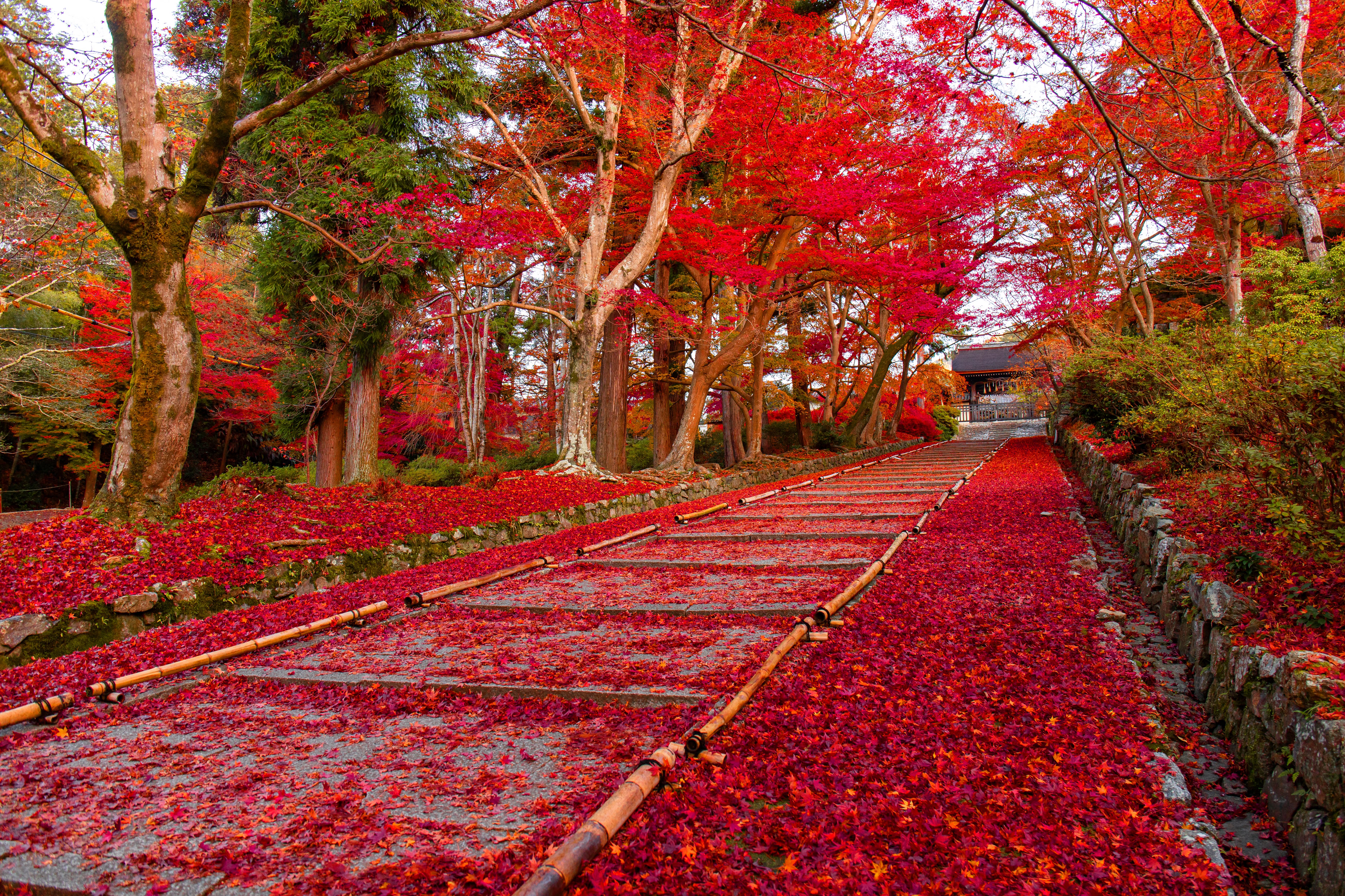 A garden path under maples, covered in fallen red leaves