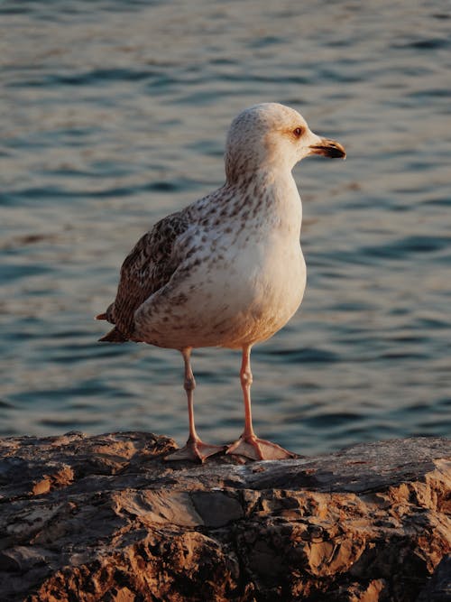 Free Seagull Perching on Rock near Sea Stock Photo