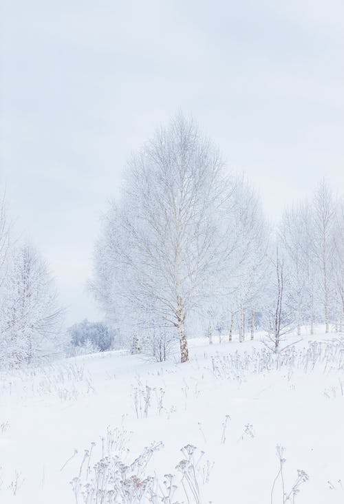 Photos gratuites de arbres, hiver, neige