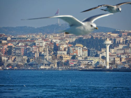 Kostenloses Stock Foto zu fliegen, meer, möwen