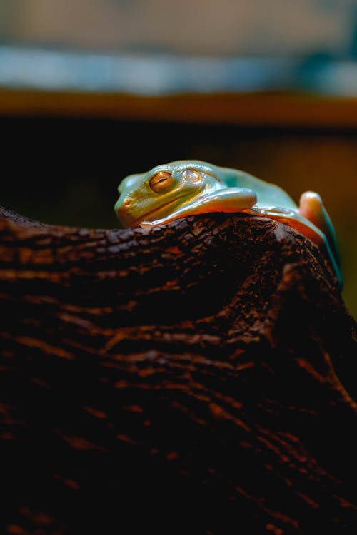 Close-up of a Frog on a Tree 