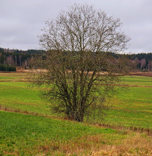 Leafless Tree on Green Grass Field
