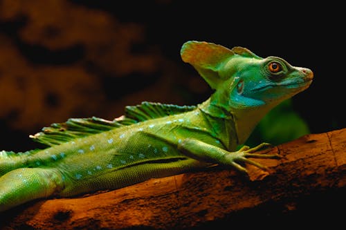 Close-Up Shot of a Green Basilisk Lizard 