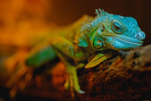 Close-Up Shot of an Iguana 