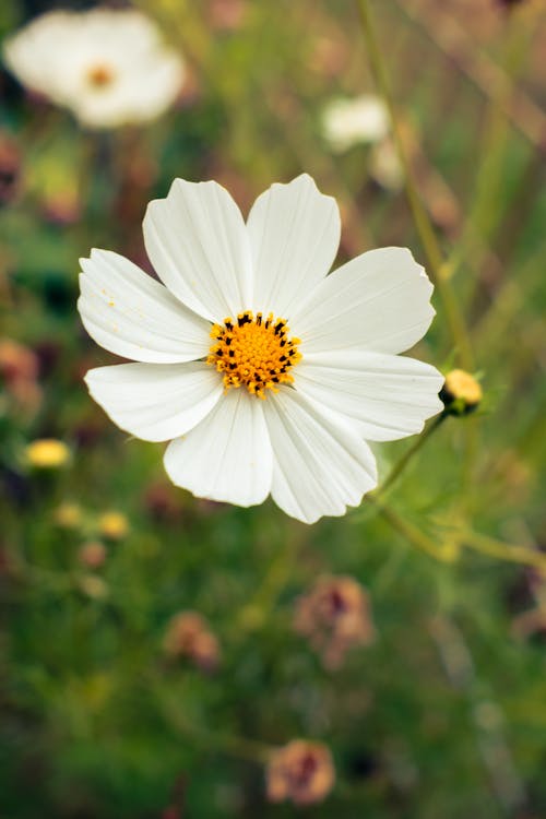 섬세한, 식물군, 하얀 꽃의 무료 스톡 사진