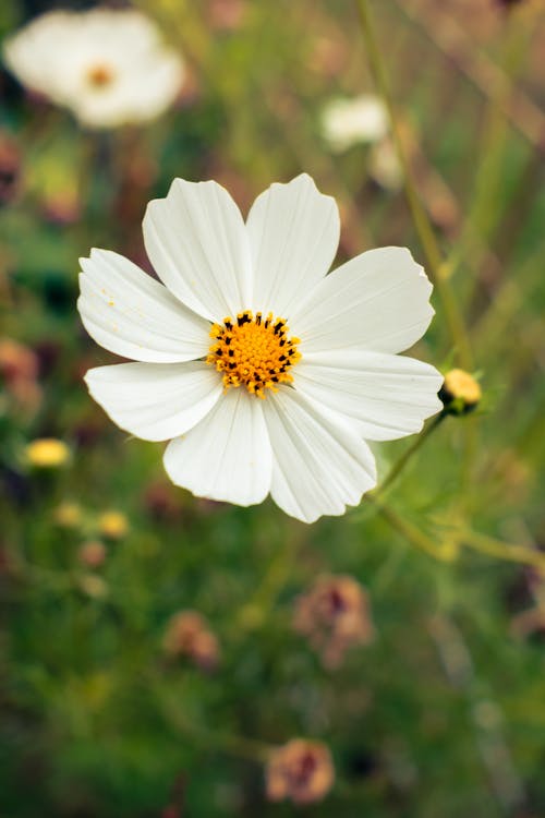 Photo of a White Garden Cosmos