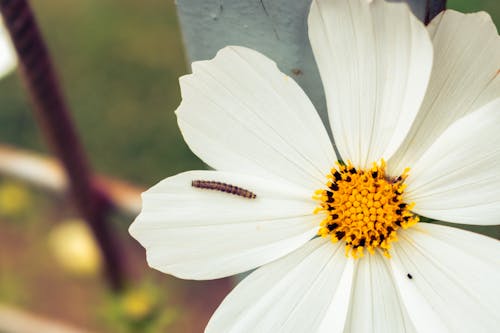 ฟรี คลังภาพถ่ายฟรี ของ กลีบดอก, ดอกไม้สีขาว, ตกกองทัพหนอน คลังภาพถ่าย