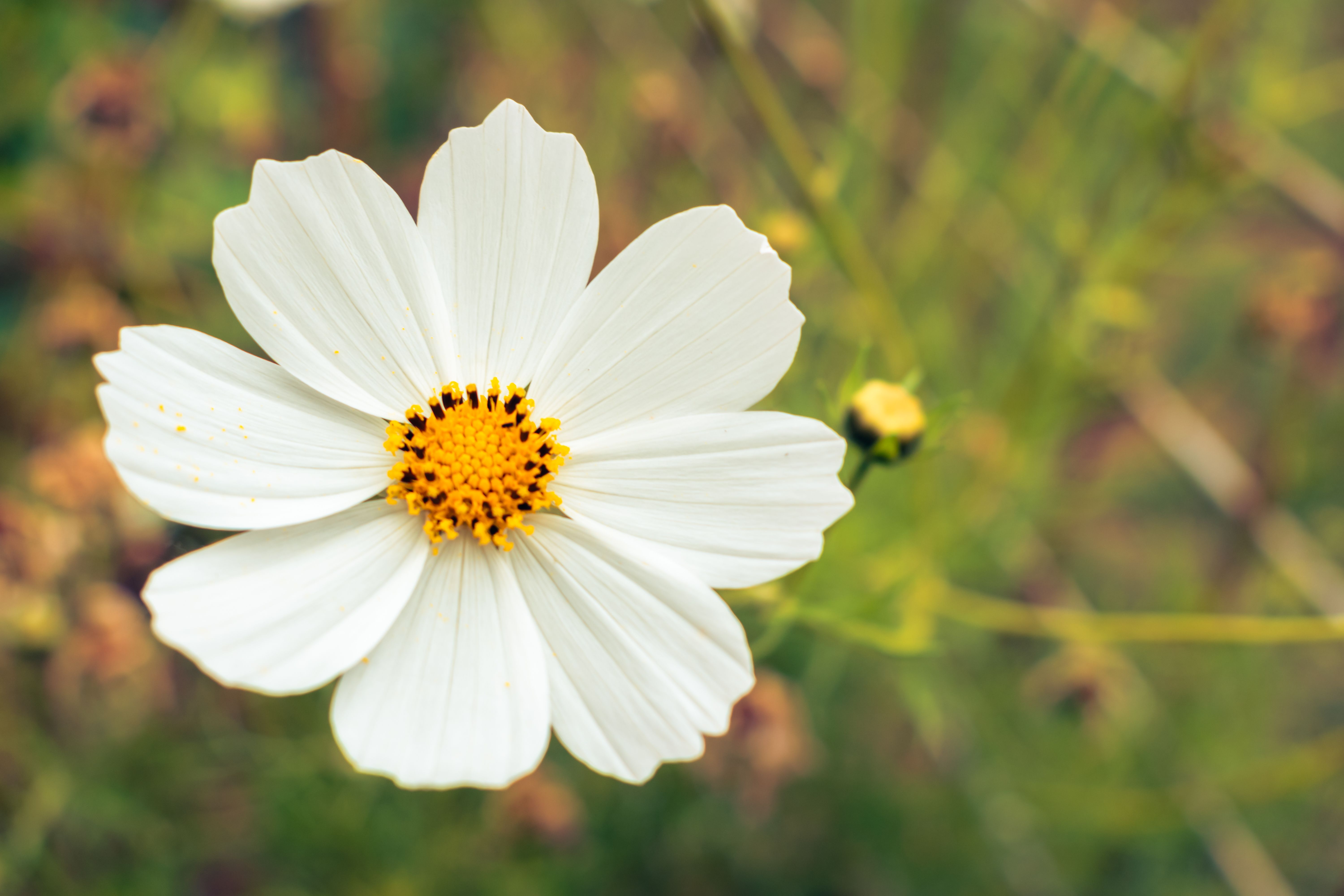 Purple Flower in Close Up Photography · Free Stock Photo