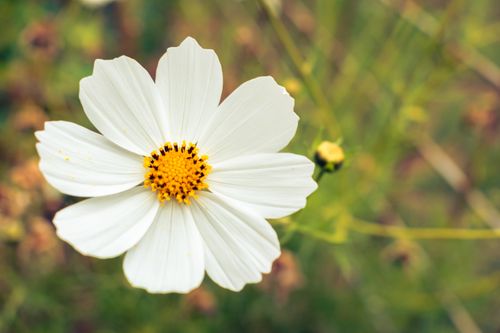 Free A detailed close-up of a blooming white cosmos flower with a vibrant yellow center. Stock Photo