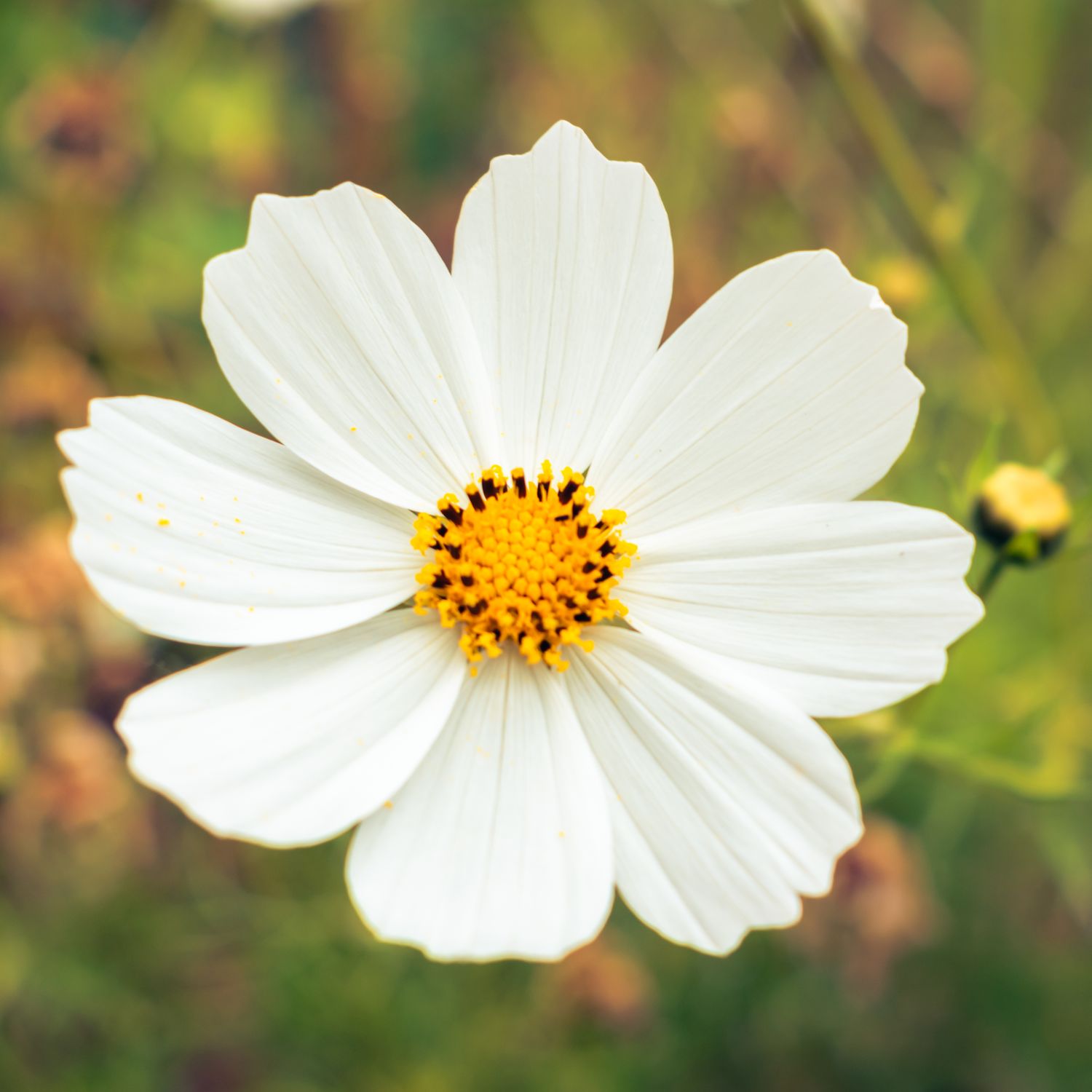 White Flower in Close Up Photography · Free Stock Photo