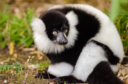 Free A detailed photo of a black and white ruffed lemur sitting on the ground among greenery. Stock Photo