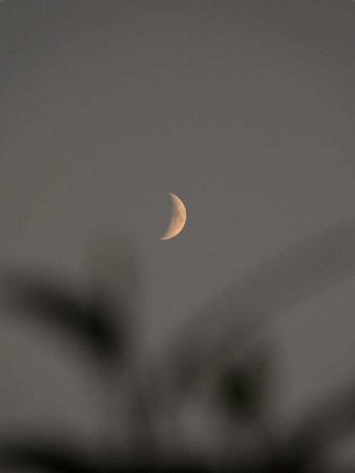 Free A tranquil view of the crescent moon in a soft gray sky with blurred foreground leaves. Stock Photo