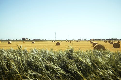 A Field with Hay Rolls Under the Clear Sky