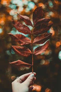 A captivating image of a hand holding a brown autumn leaf with a blurred, colorful background.
