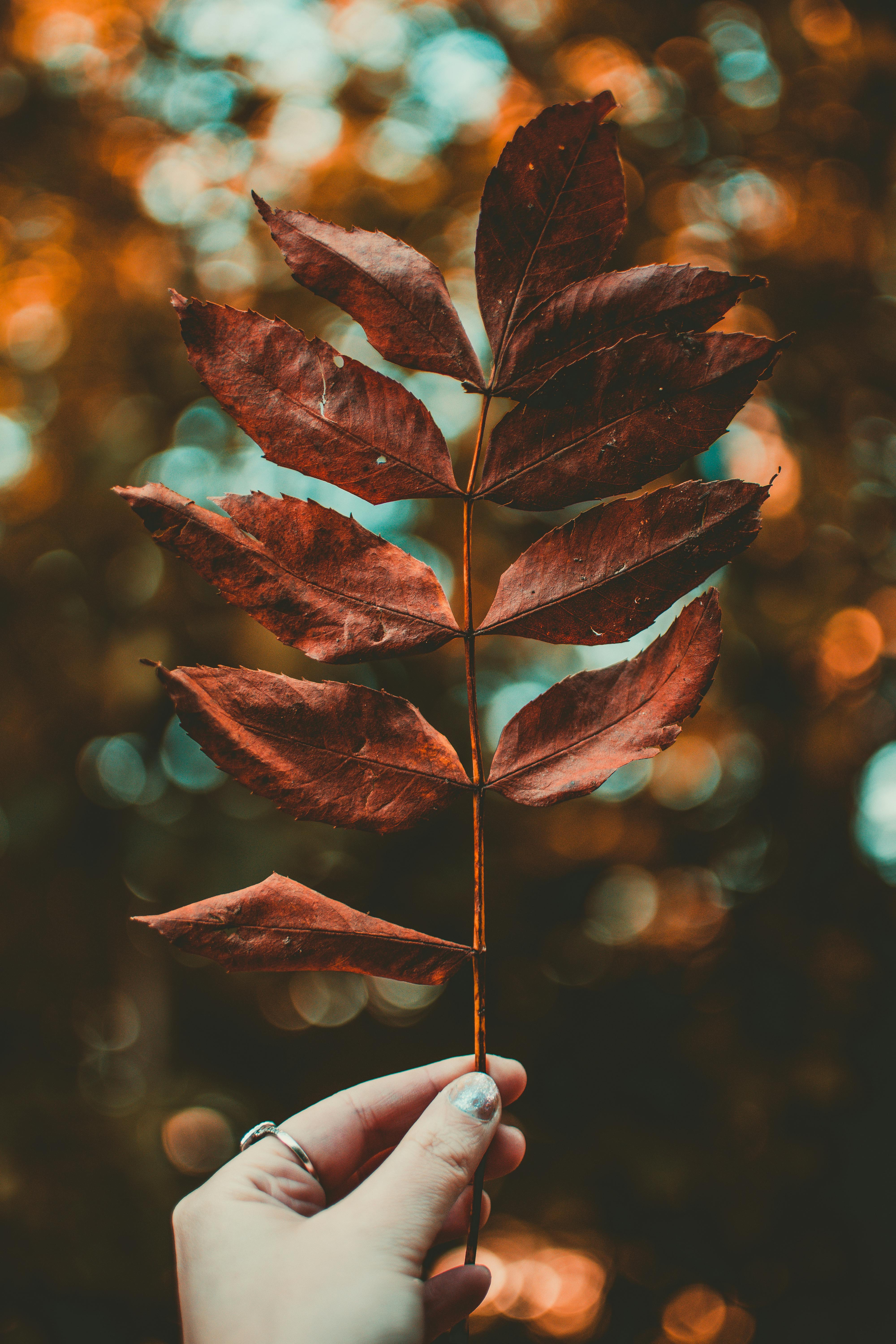 Dry Leaves Photos, Download The BEST Free Dry Leaves Stock Photos & HD Images Dry Leaves Photos, Download The BEST Free Dry Leaves Stock Photos & HD Images