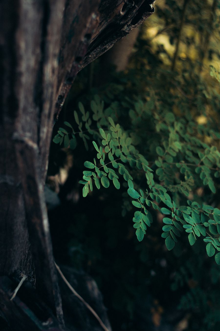 Moringa leaves growing on a leafy branch