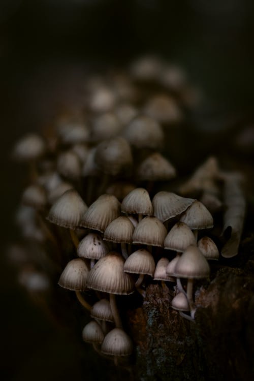 Gratis stockfoto met Bos, champignons, donker