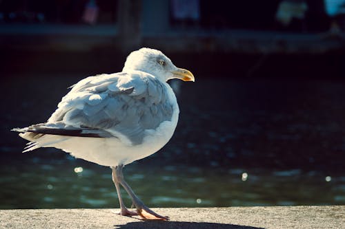 Fotobanka s bezplatnými fotkami na tému büsum, čajka, hafen