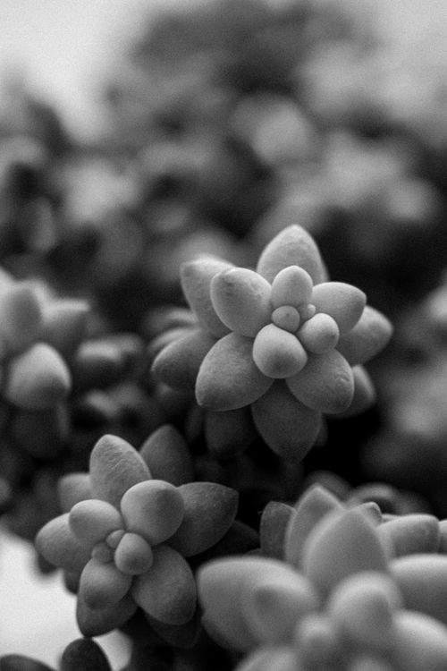 Free Artistic monochrome close-up of succulents capturing natural texture. Stock Photo