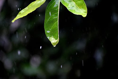 녹색 잎 클로즈업 사진에 물 이슬
