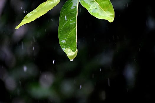 Raindrops delicately fall from vibrant green leaves, showcasing nature's refreshing beauty.