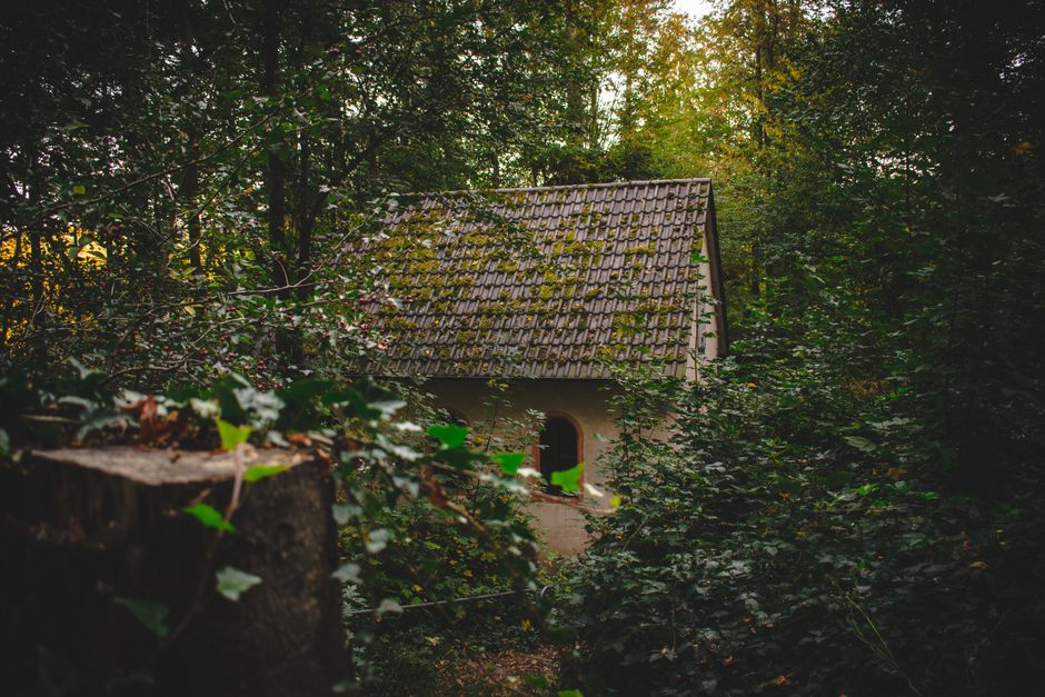 A small abandoned house covered in ivy within a serene, lush forest landscape.
