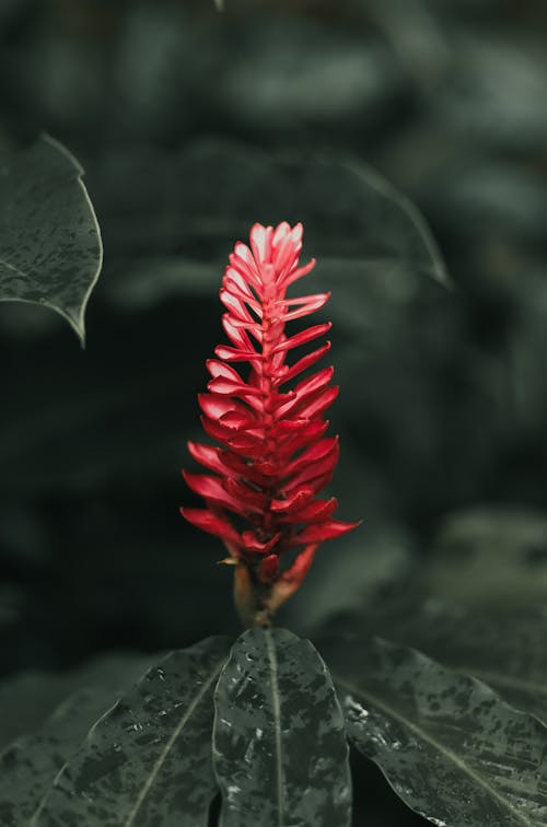 Close-Up Photo of Red Flower