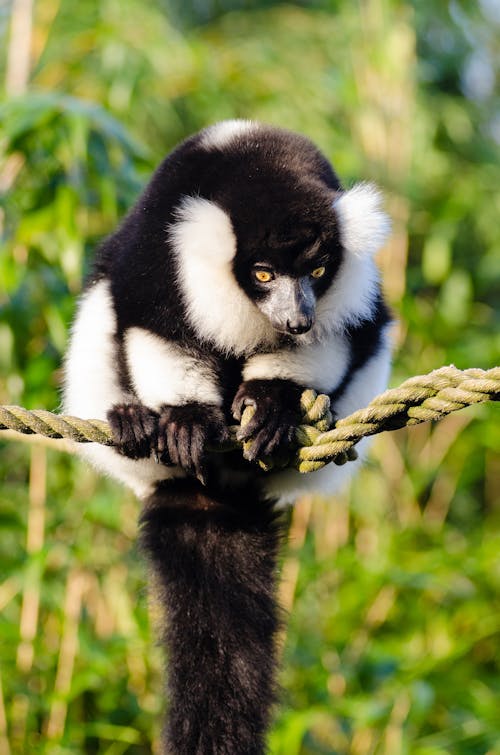 White and Black Animal on Braided Rope Tilt Shift Lens Photo