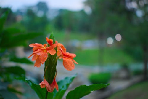 bokeh, güzel çiçekler içeren Ücretsiz stok fotoğraf