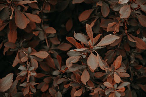 Zdjęcie Red And Brown Leaf