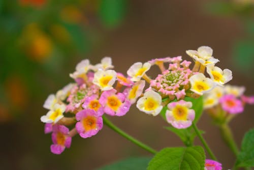 bokeh, güzel çiçekler, mor içeren Ücretsiz stok fotoğraf