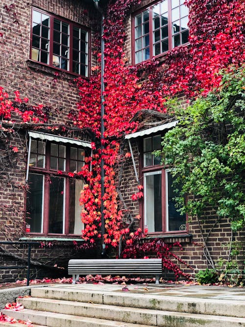 Ivy Growing on House Facade 