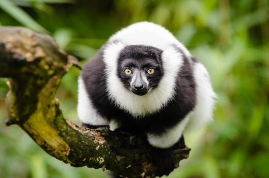 White and Black Animal Sitting on a Branch · Free Stock Photo