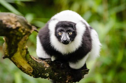 Free A striking black-and-white ruffed lemur perched on a tree branch in its natural habitat. Stock Photo