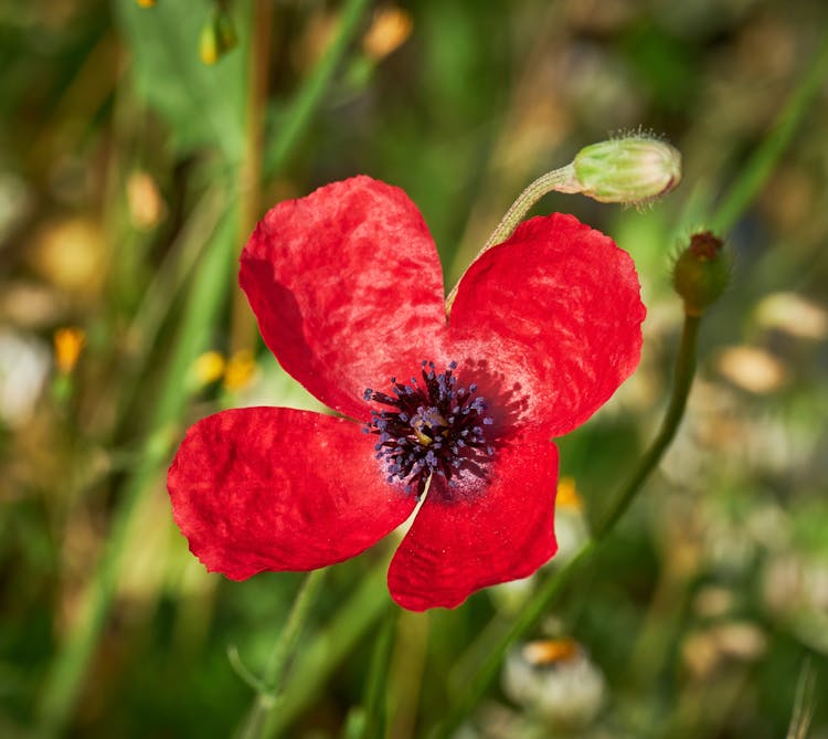 A Red Poppy Flower In Full Bloom