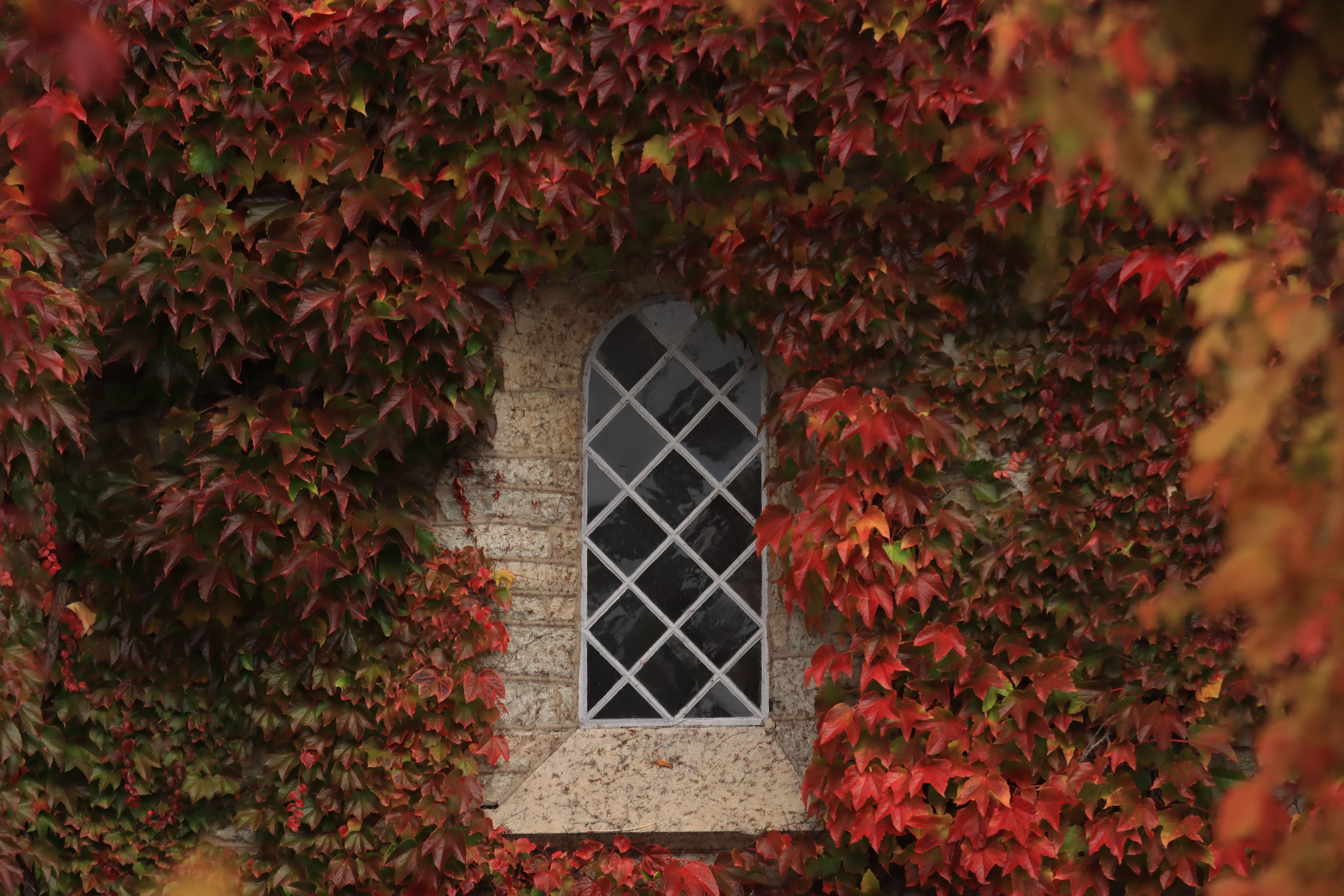 Window Among the Ivy Leaves · Free Stock Photo