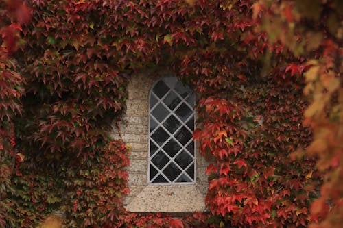Window Among the Ivy Leaves