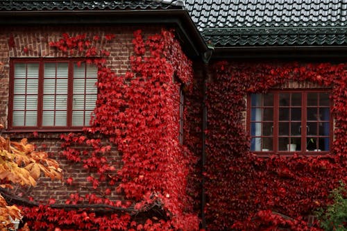 Free Tree Growing on Building Wall in Fall Stock Photo