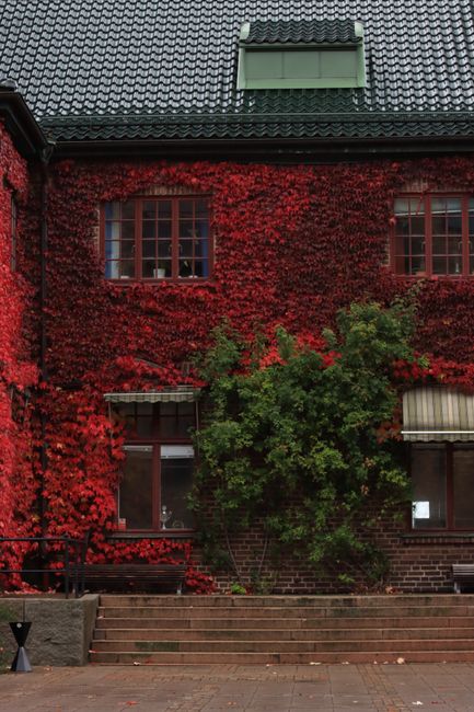 A beautiful house facade covered in vibrant red ivy with brickwork visible.