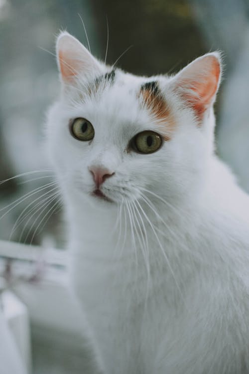 Free Селективный фокус фотографии белого кота Stock Photo