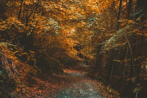 Photographie De Forêt