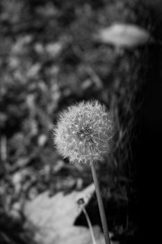 Close-up black and white photo of a dandelion with a blurred natural background.