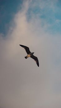 A lone seagull gracefully flying against a cloudy sky in Istanbul.