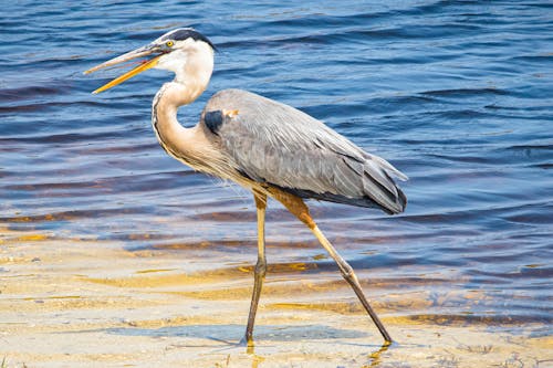 A Great Blue Heron on the Water