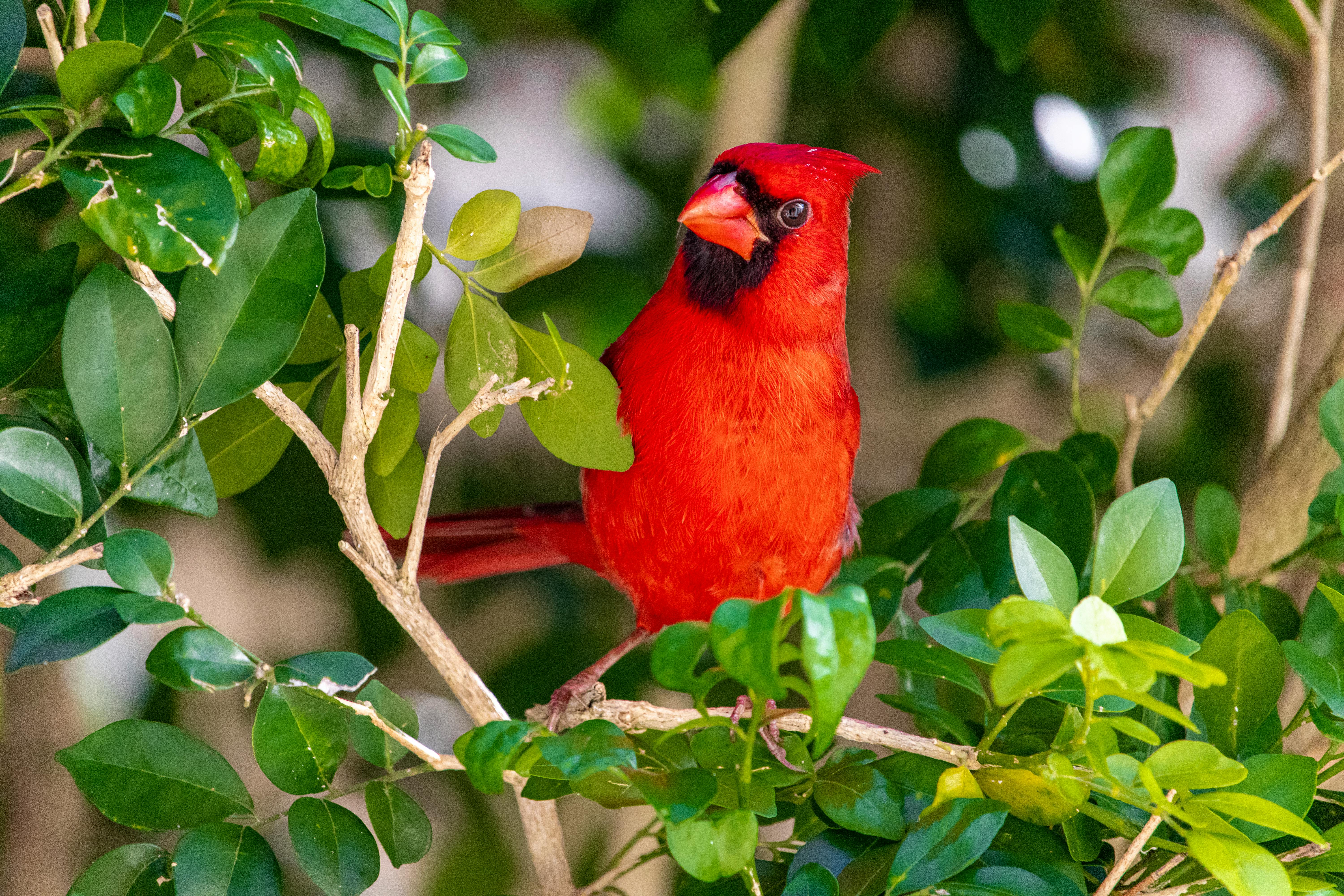 47 Bluebird Redbird Images, Stock Photos, 3D objects, & Vectors