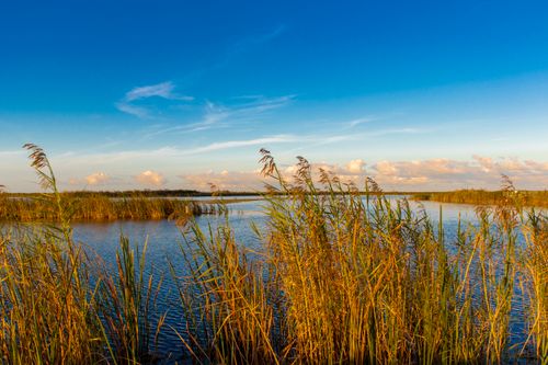 Free Peaceful lake view with tall reeds under a vibrant sky. Stock Photo